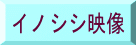 イノシシ映像