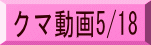 クマ映像 