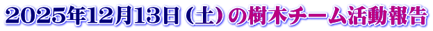２０２５年１２月１３日（土）の樹木チーム活動報告