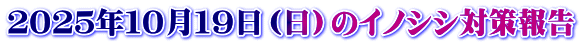 ２０２５年１０月１９日（日）のイノシシ対策報告